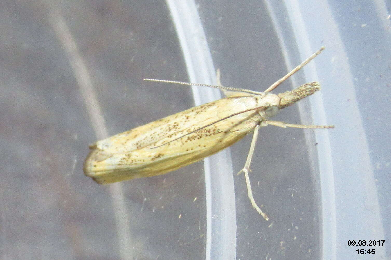 Image of Barred Grass-veneer