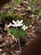 Image of Rue-Anemone