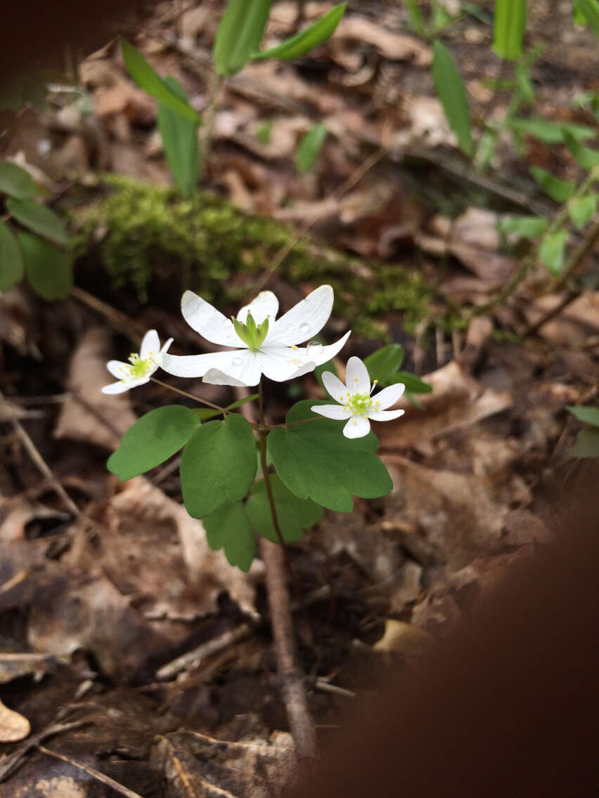 Image of Rue-Anemone