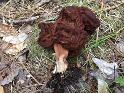 Gyromitra venenata Hai J. Li, Z. H. Chen & Zhu L. Yang resmi