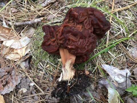 Imagem de Gyromitra venenata Hai J. Li, Z. H. Chen & Zhu L. Yang