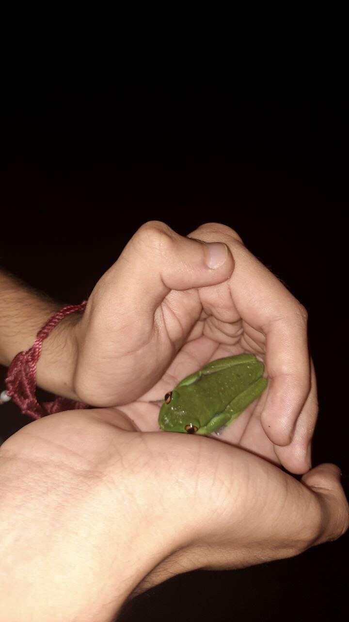 Image of blue-sided leaf frog