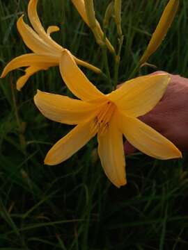 Слика од Hemerocallis lilioasphodelus L.