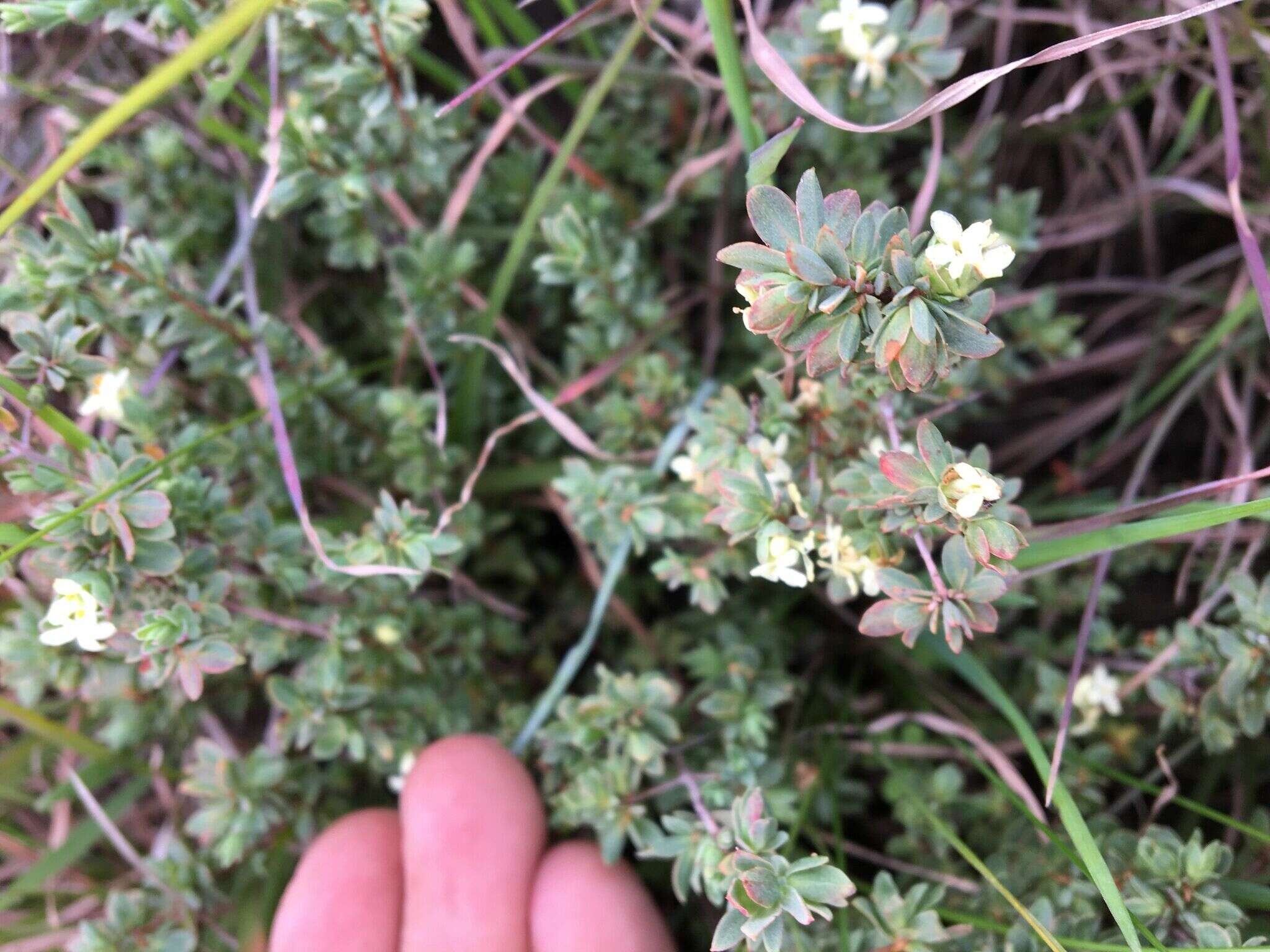 Image of Pimelea spinescens subsp. spinescens