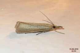 صورة Agriphila straminella