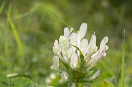 Image de Trifolium clypeatum L.