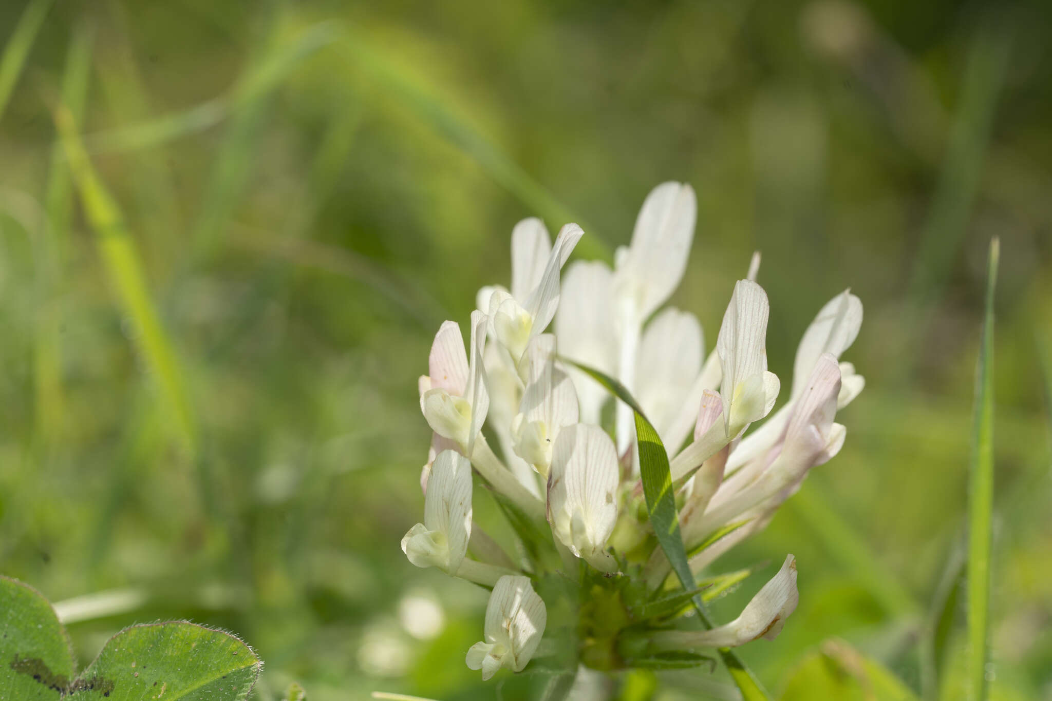 Trifolium clypeatum L.的圖片