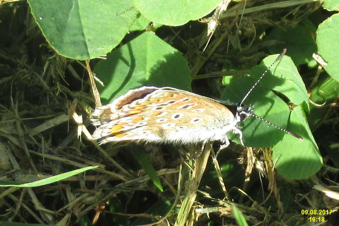 Image de azuré commun