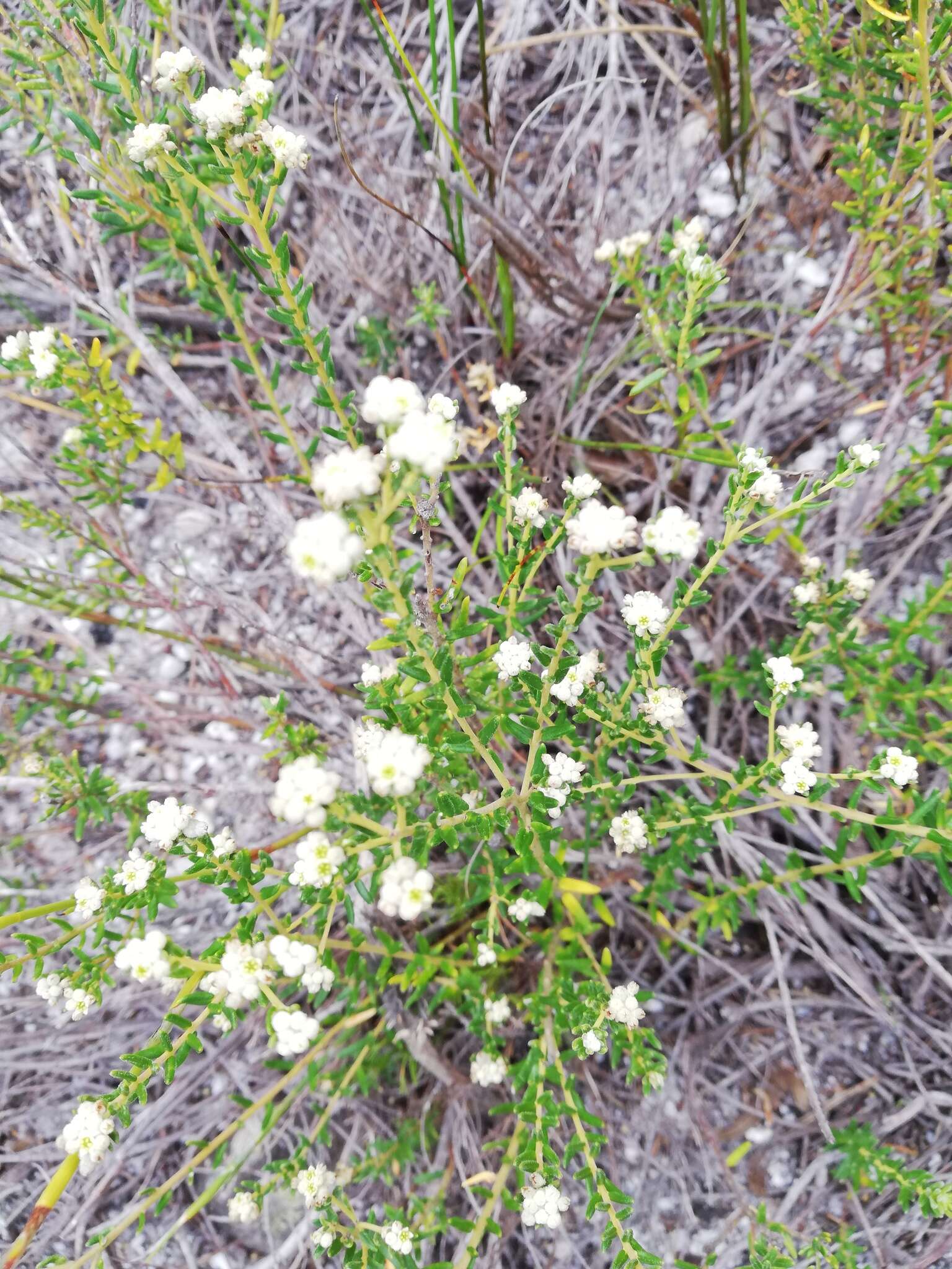 Imagem de Phylica lasiocarpa Sond.