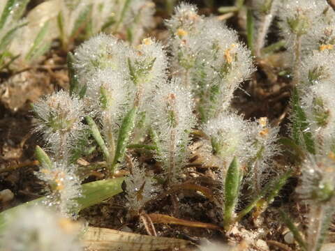 Image of Plantago bellardii All.