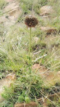 Image of Leonotis ocymifolia var. schinzii (Gürke) Iwarsson