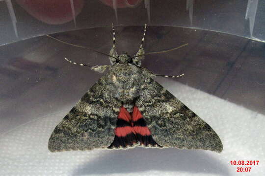 Image of french red underwing