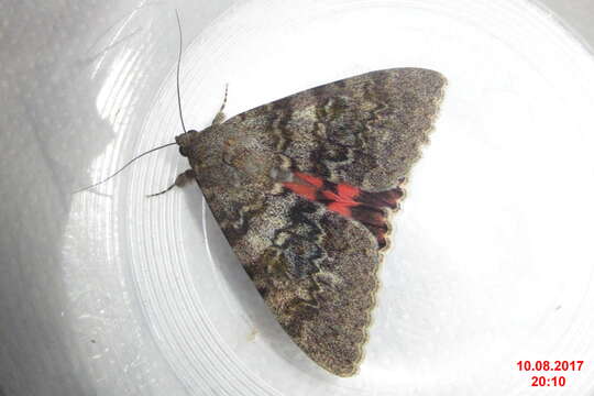 Image of french red underwing