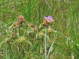 Imagem de Argyrella phaeotricha (Hochst.) Naud.