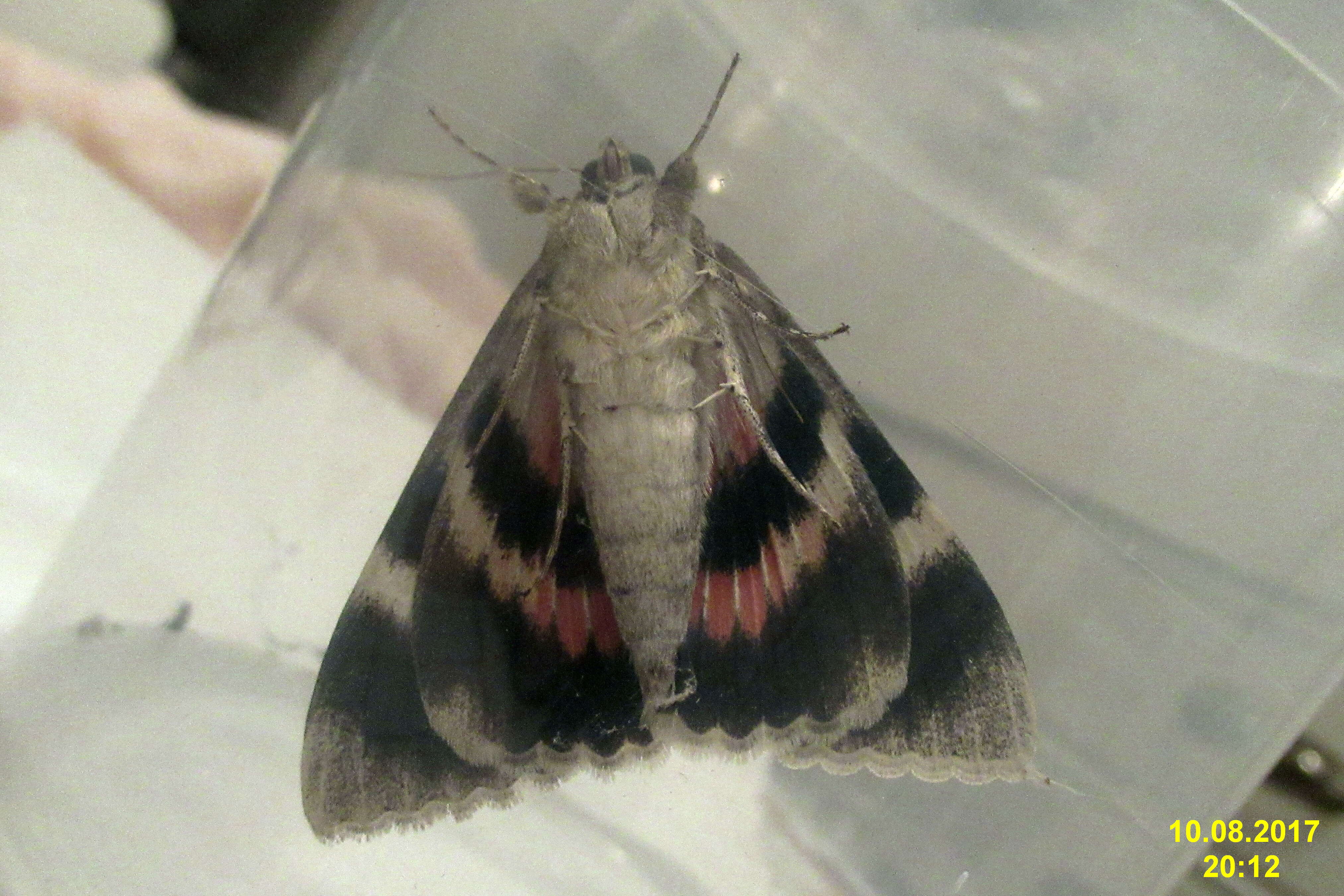 Image of french red underwing