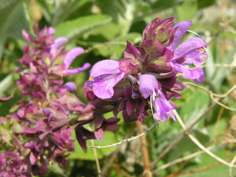 Imagem de Salvia canariensis L.