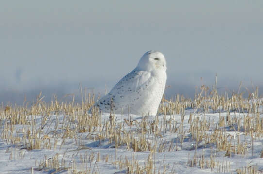 Imagem de Bubo scandiacus (Linnaeus 1758)