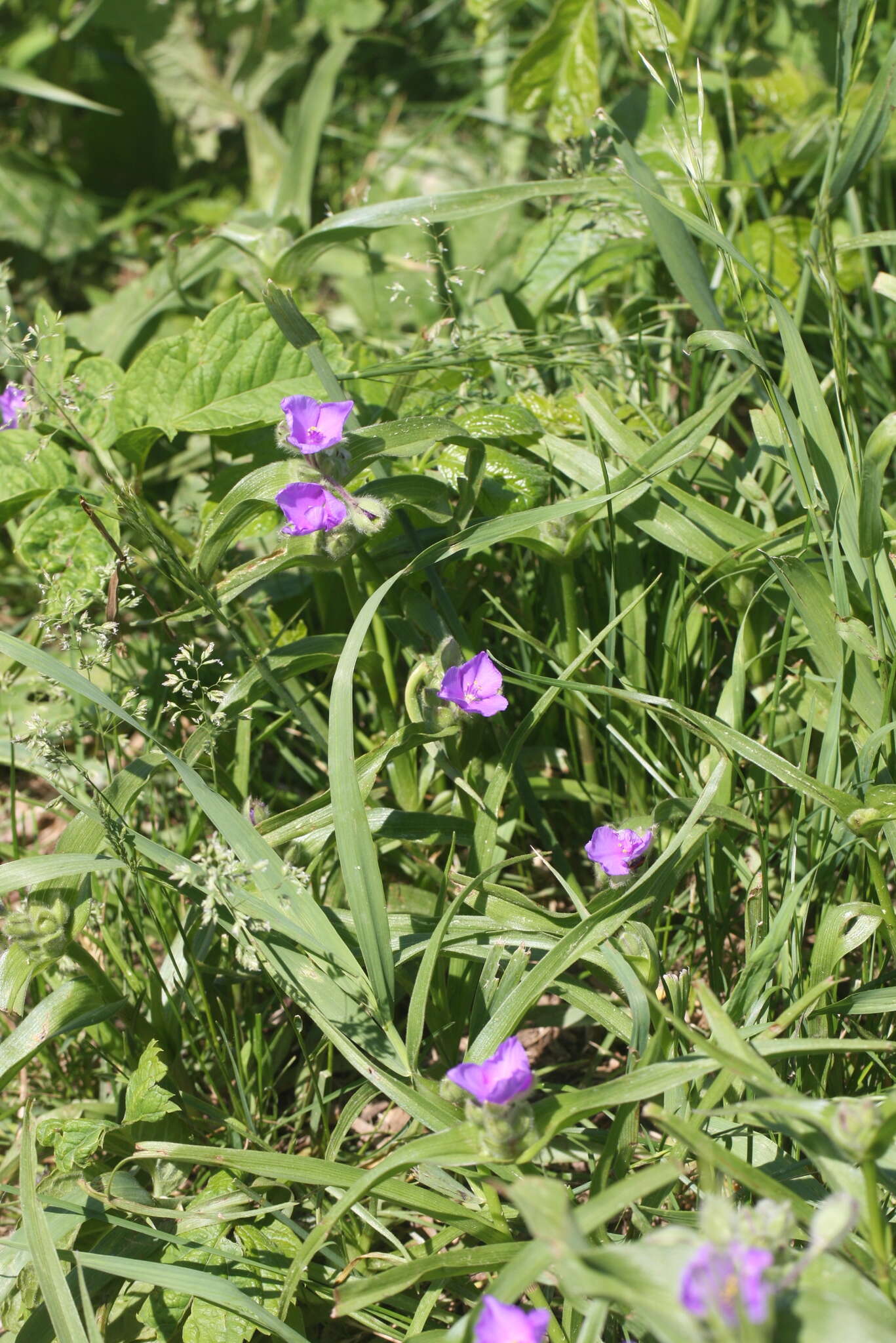 Image of longbract spiderwort