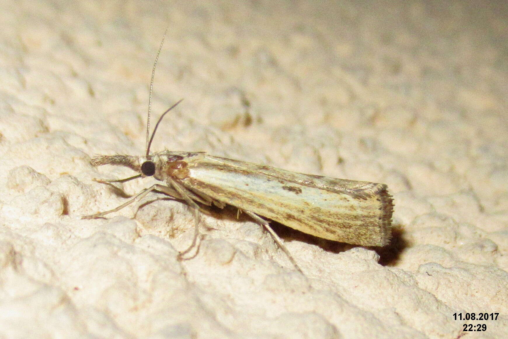 Image of Barred Grass-veneer