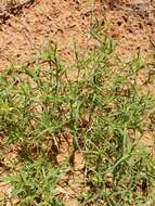 Image of false buffalograss