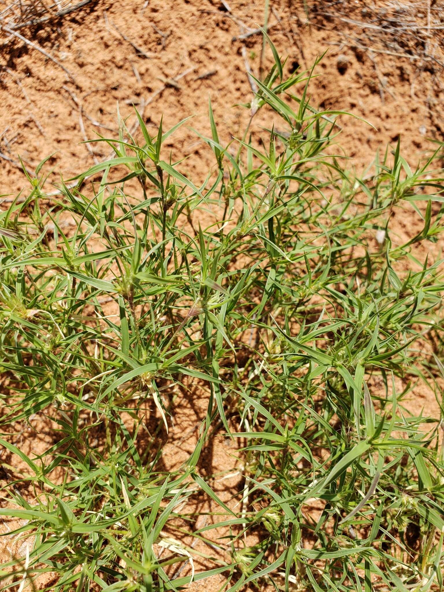 Image of false buffalograss