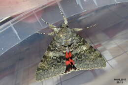 Image of french red underwing