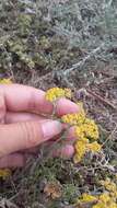 Sivun Achillea leptophylla Bieb. kuva