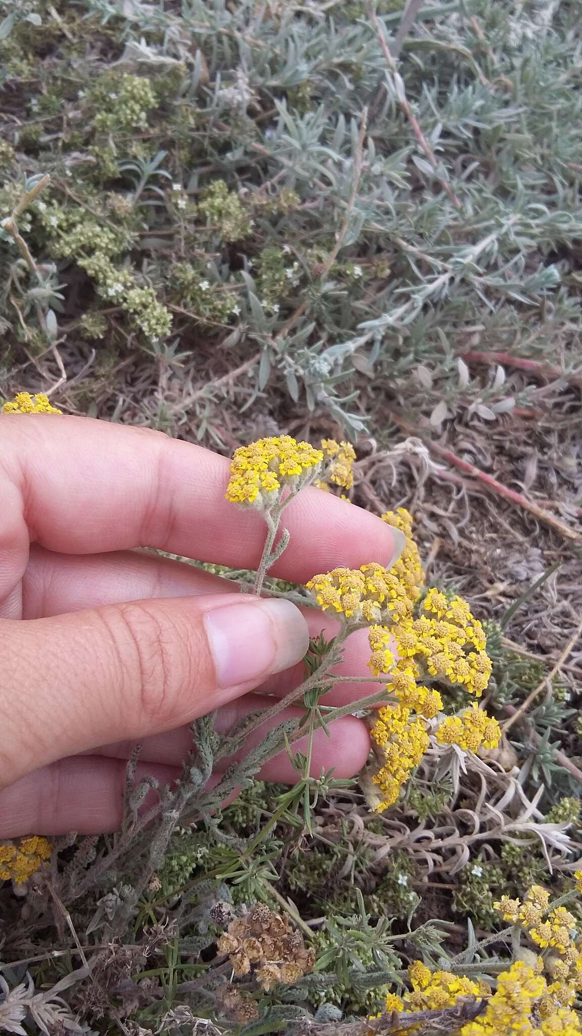 Image of Achillea leptophylla Bieb.