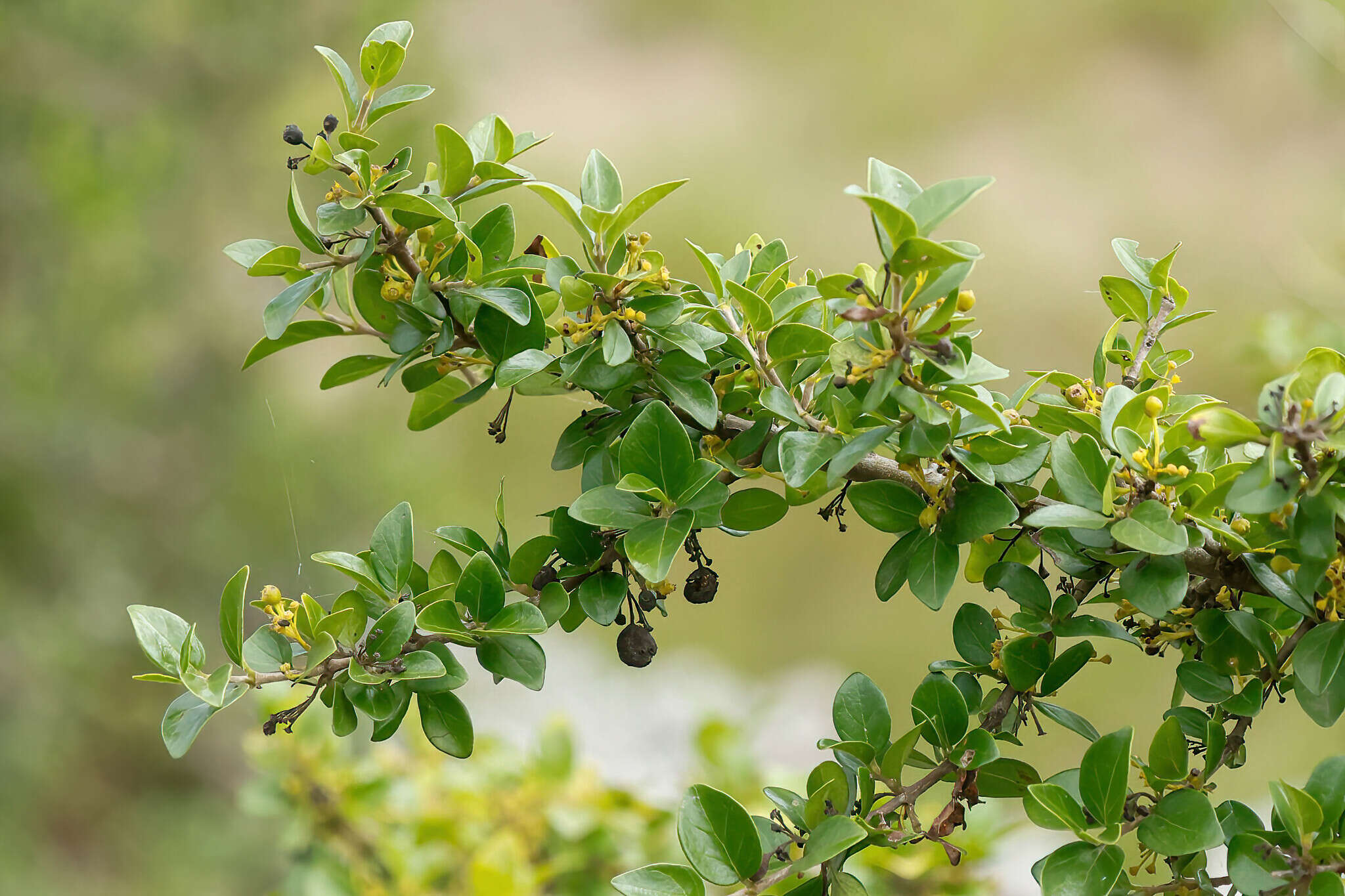 Image of Canthium vanwykii Tilney & Kok