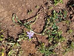 Image of Moraea pritzeliana Diels