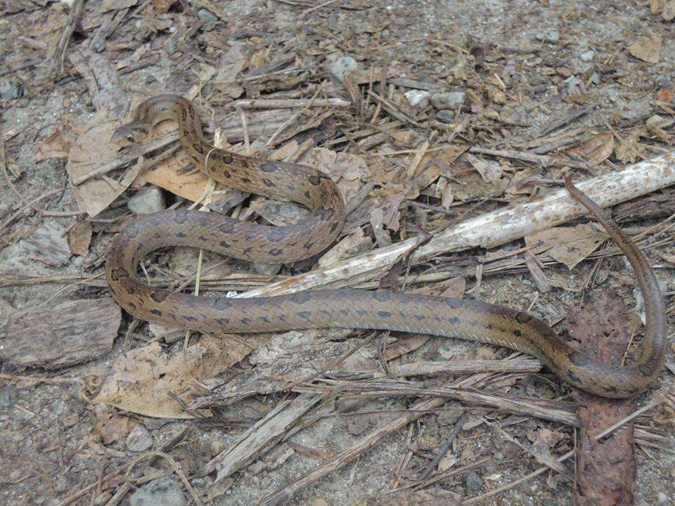 Image of Walnut Kukri Snake