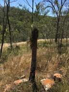 Image of Cycas megacarpa K. D. Hill