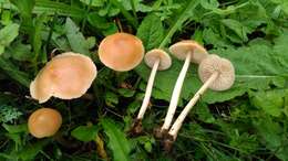 Image of Marasmius collinus (Scop.) Singer 1942