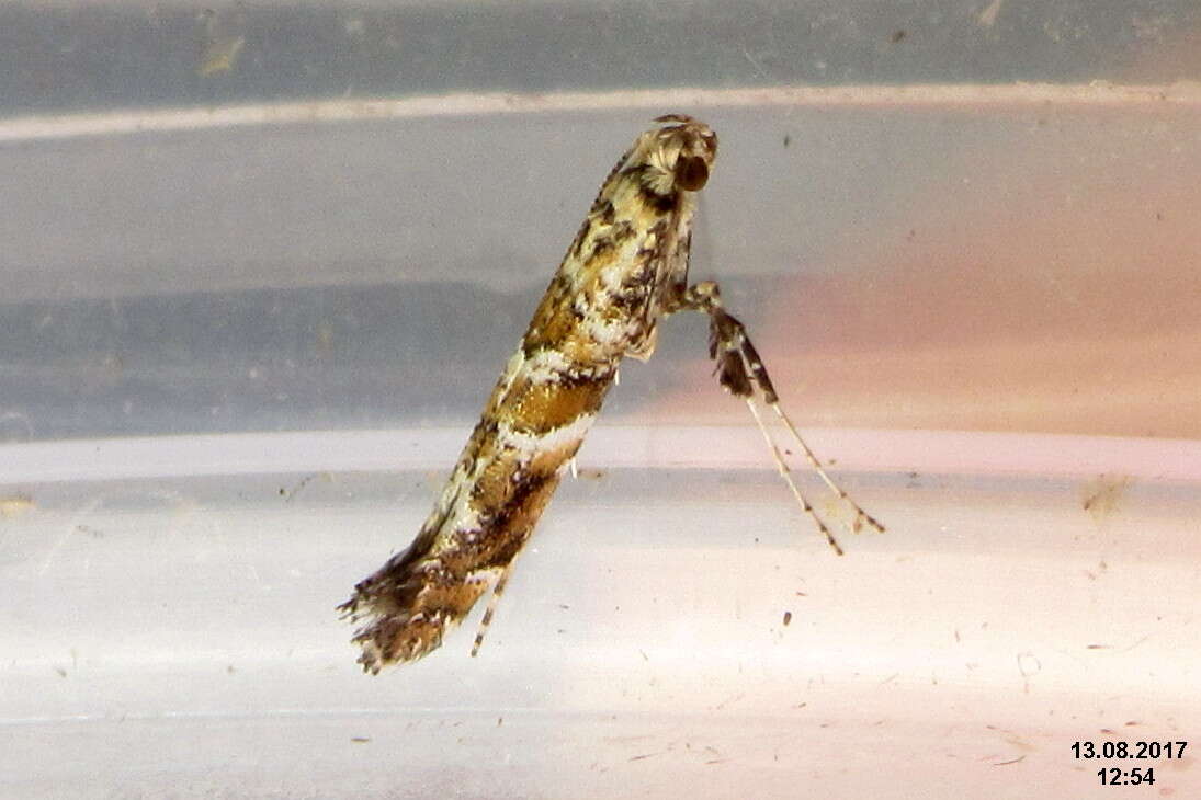 Image of privet leaf miner