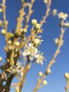 Image of Britton's beargrass