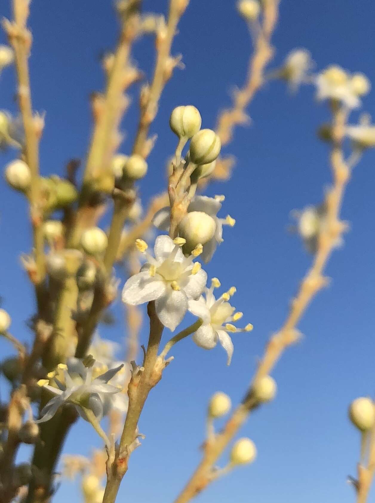 Image of Britton's beargrass