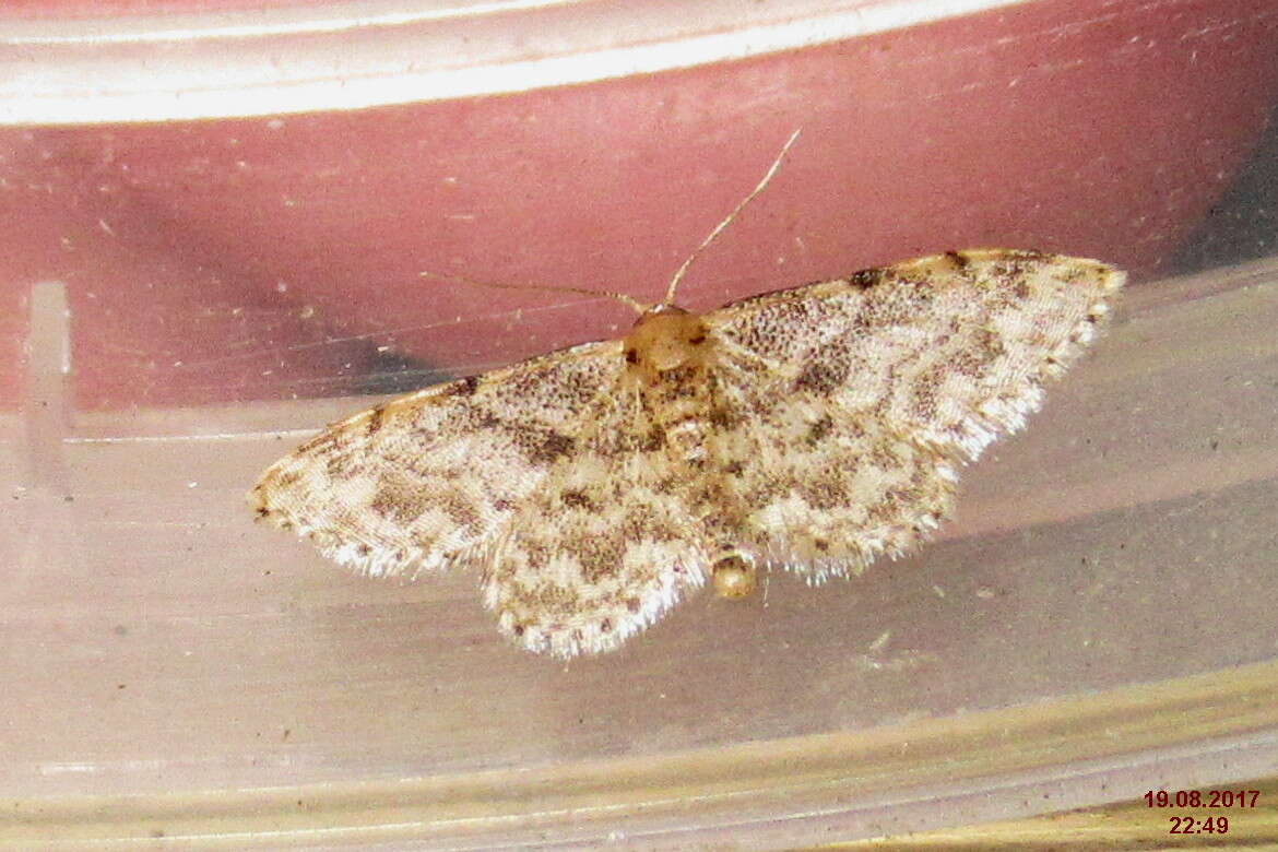 صورة Idaea inquinata Scopoli 1763