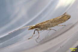 صورة Plutella xylostella Linnaeus 1767