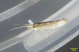 صورة Plutella xylostella Linnaeus 1767