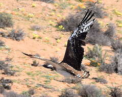 Image of Ludwig's Bustard