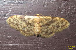 صورة Idaea inquinata Scopoli 1763