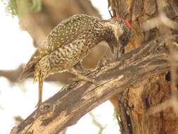 Image of Golden-tailed Woodpecker