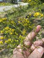 Image of Atlantic goldenrod