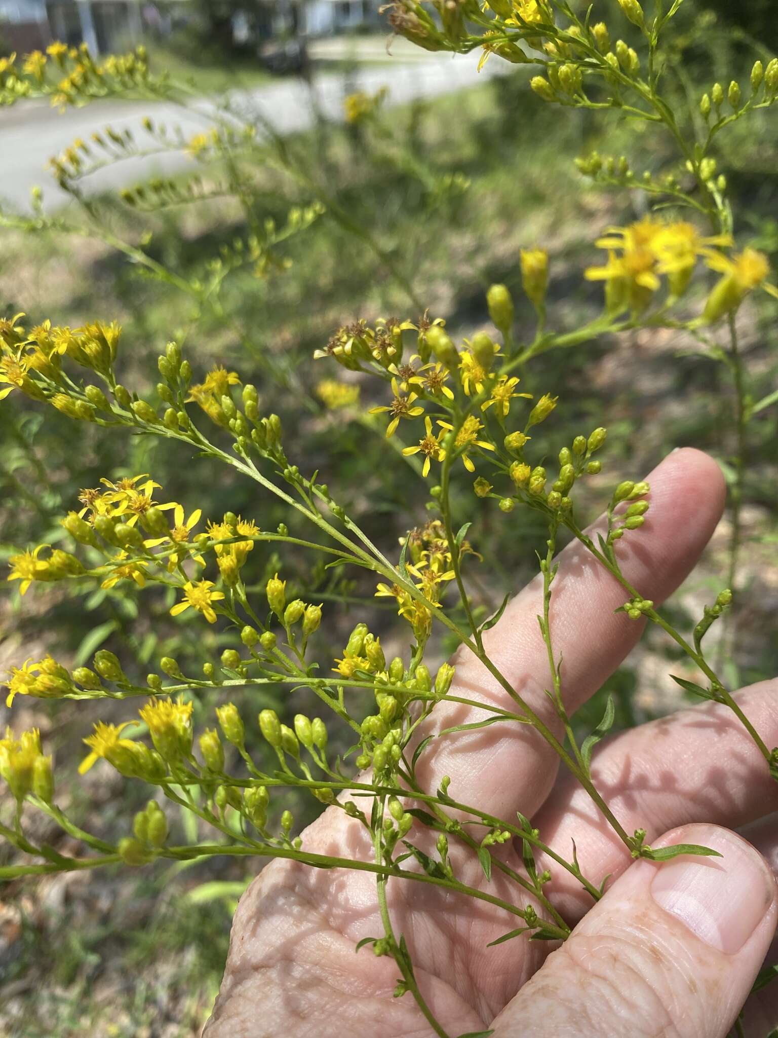 Image of Atlantic goldenrod