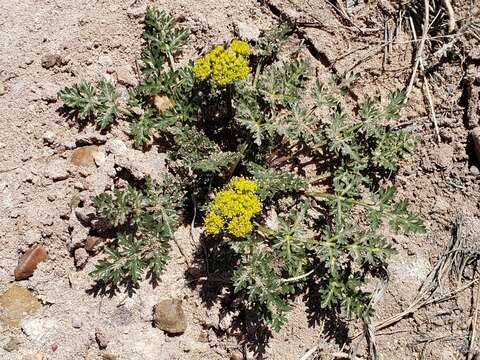 Cymopterus glomeratus var. fendleri (A. Gray) R. L. Hartm.的圖片