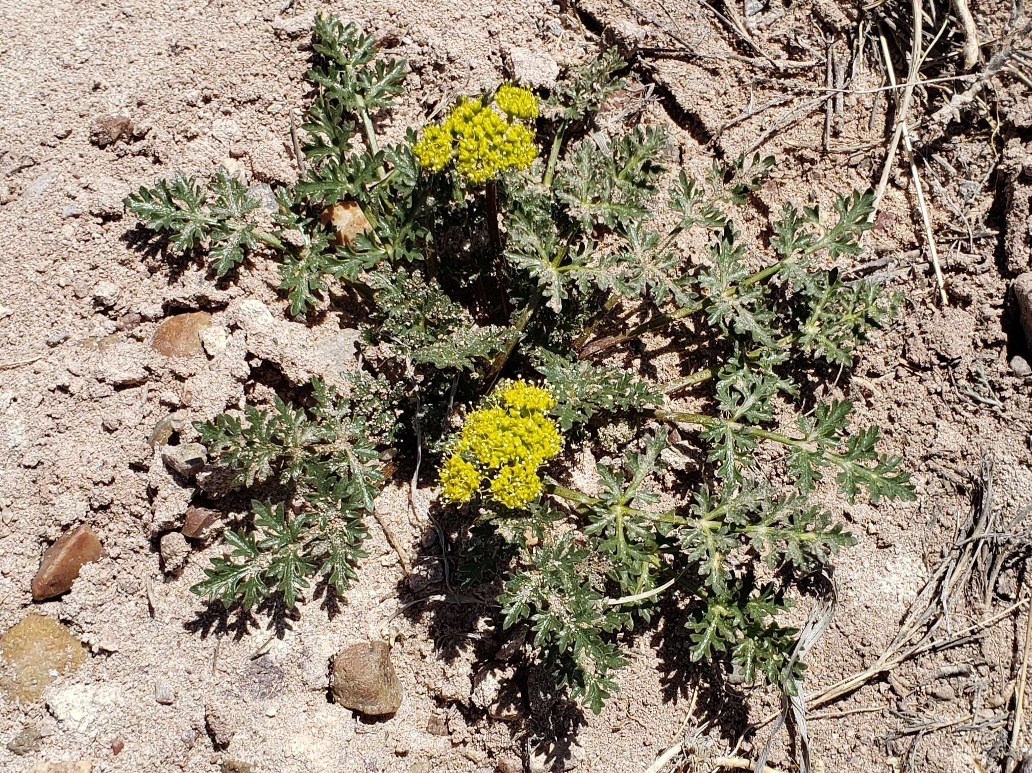 Cymopterus glomeratus var. fendleri (A. Gray) R. L. Hartm.的圖片