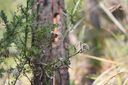 Image of Ixodia achillaeoides subsp. alata