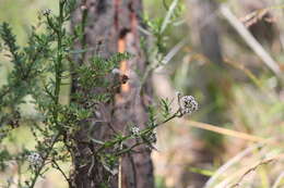 صورة Ixodia achillaeoides subsp. alata