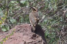 Image of Andean Flicker