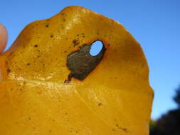 Image of Tupelo Leafminer